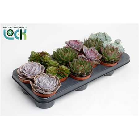 <h4>Echeveria Gemengd</h4>