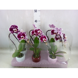 Phalaenopsis   ...red
