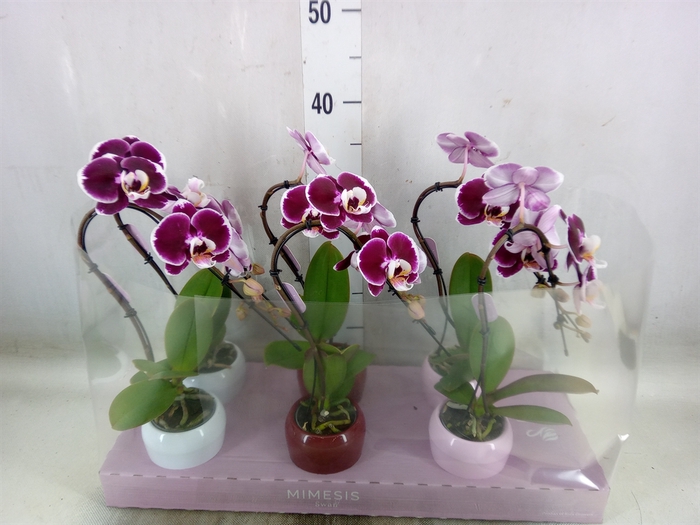 <h4>Phalaenopsis   ...red</h4>
