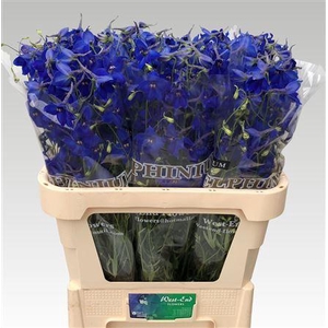 Delph En Volkerfried 80cm