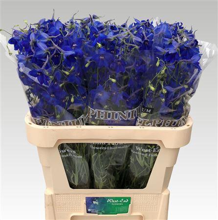 <h4>Delph En Volkerfried 80cm</h4>