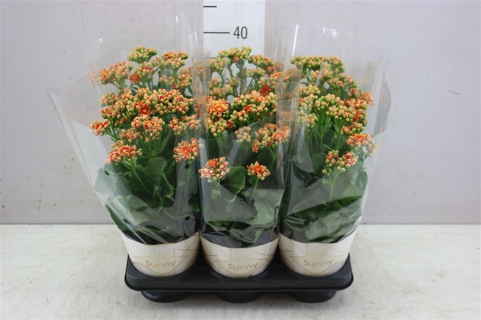<h4>Kalanchoe Sunny Orange</h4>