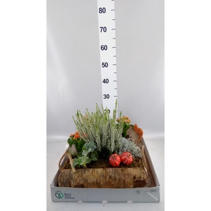 Arr.   Tuinplanten L%
