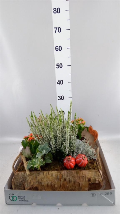 <h4>Arr.   Tuinplanten L%</h4>