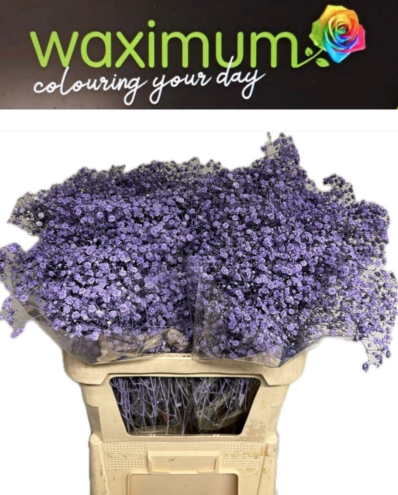 <h4>GYPS MILKA SPRAY</h4>