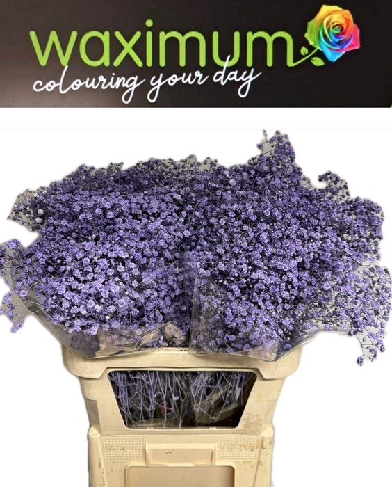 <h4>GYPS MILKA SPRAY</h4>