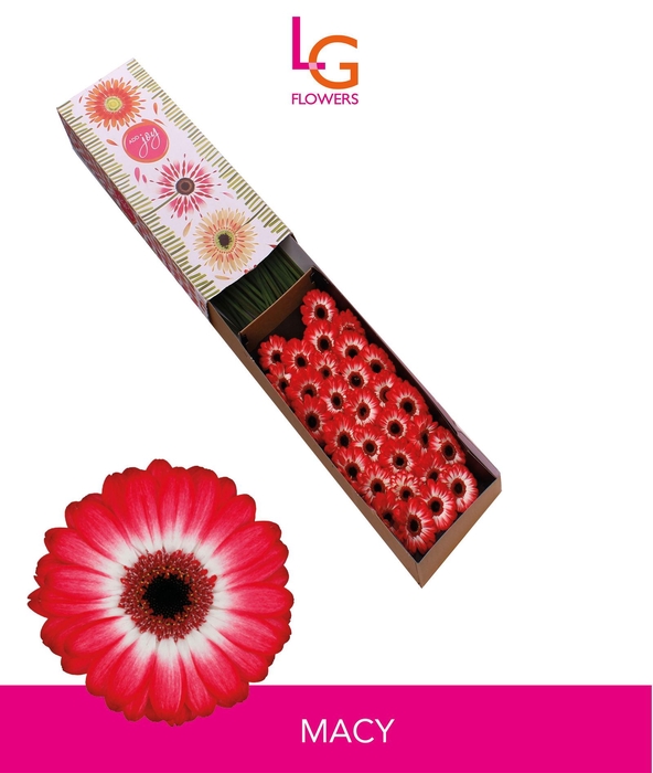 <h4>Germini Macy Doos</h4>