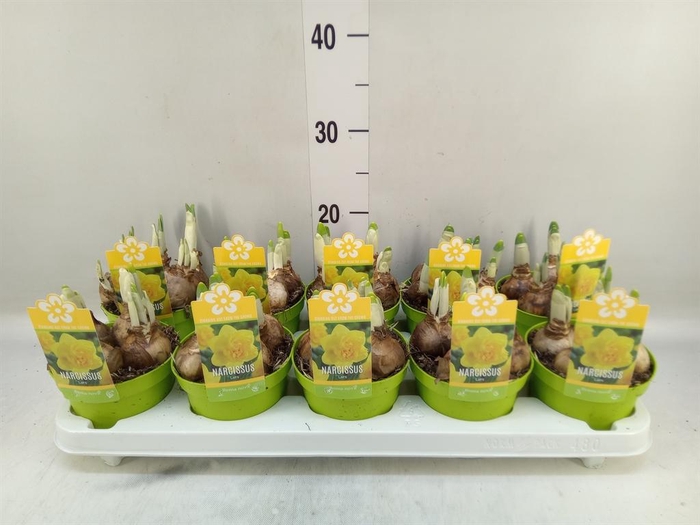 <h4>Narcissus   ...</h4>