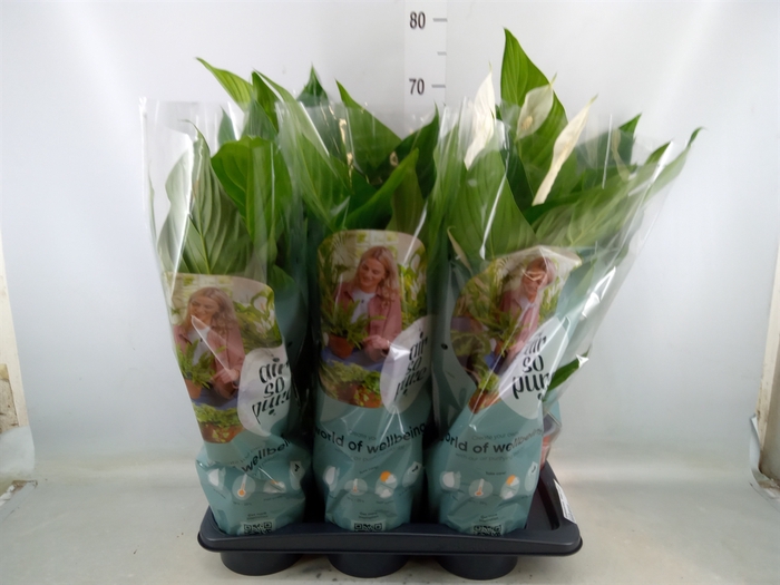 <h4>Spathiphyllum  'Bingo Cupido'</h4>