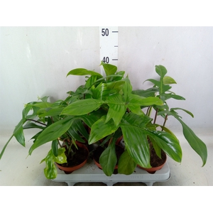 Philodendron   ...