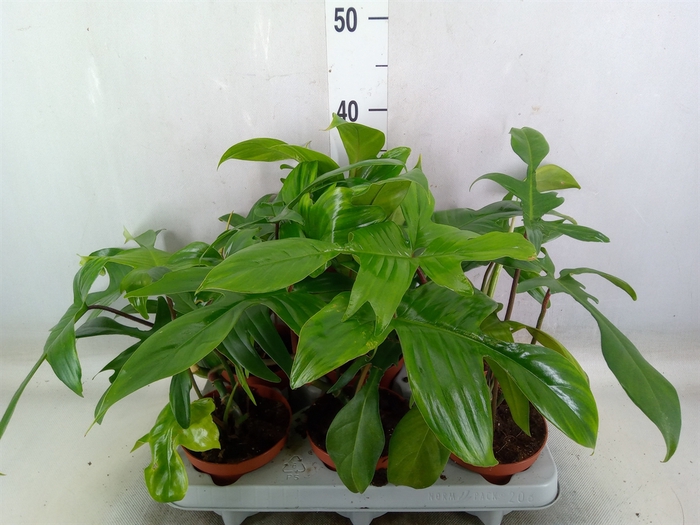 <h4>Philodendron   ...</h4>