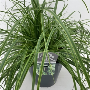 Carex 'Everlime'