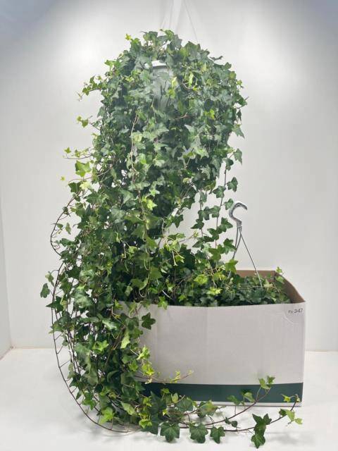 <h4>HED HE PITTSBURGH</h4>