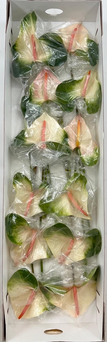 <h4>Anthurium Denali (price x box) 10/12 st.</h4>