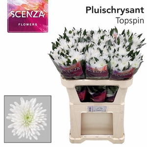 CHR G TOPSPIN ANGEBOT