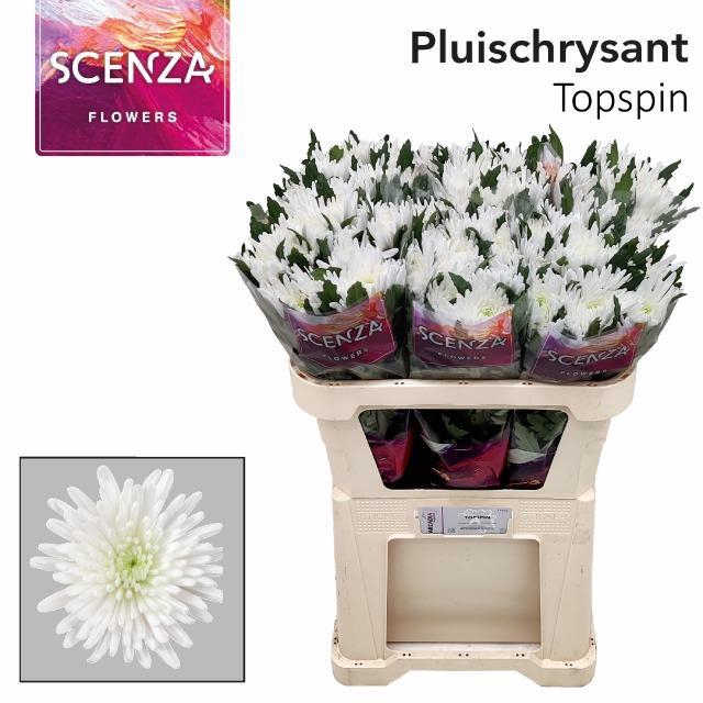 <h4>CHR G TOPSPIN ANGEBOT</h4>