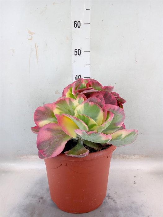 <h4>Kalanchoe NF thyrsiflora</h4>
