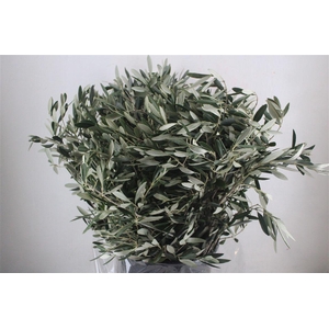 Olive 400gr P/b