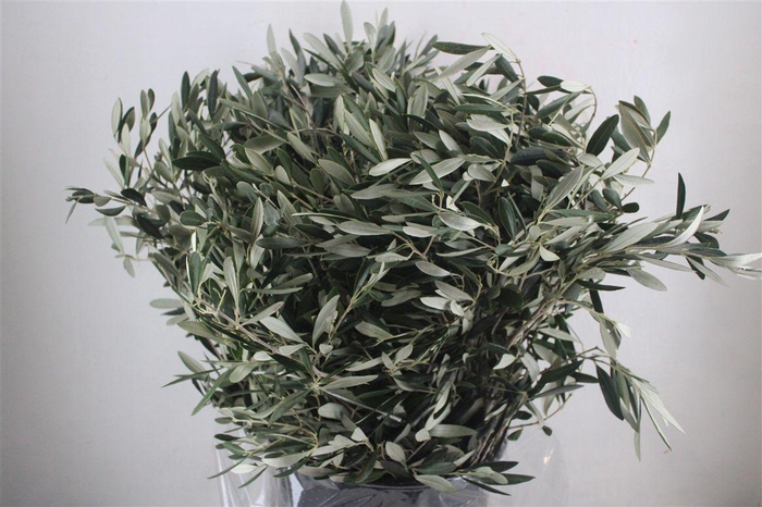 <h4>Olive 400gr P/b</h4>