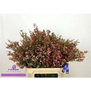 Chame Un My Sweet 16