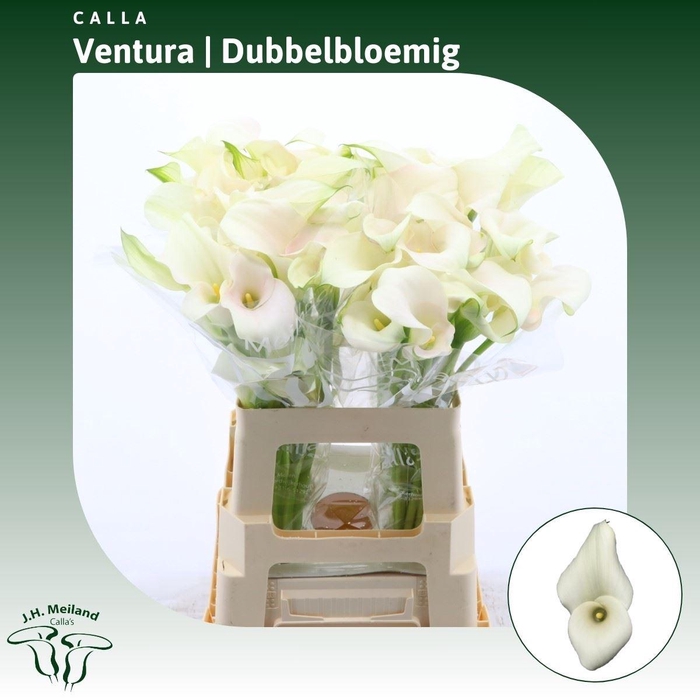 <h4>Calla Ventura | Dubbelbloemig</h4>