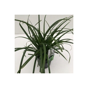 Carex 'Irisch Green'