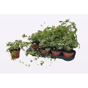 HED HE YELLOW RIPPLE