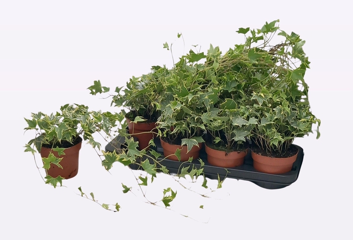 <h4>HED HE YELLOW RIPPLE</h4>