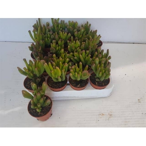 Crassula ovata Horn Tree 5,5Ø 10cm