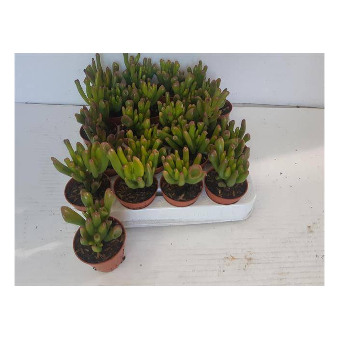 <h4>Crassula ovata Horn Tree 5,5Ø 10cm</h4>