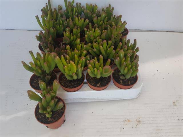 Crassula ovata Horn Tree 5,5Ø 10cm