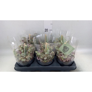 Ceropegia woodii 'Variegata'