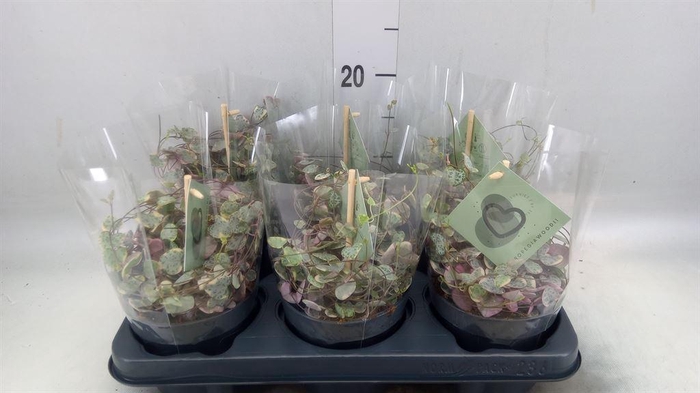 <h4>Ceropegia woodii 'Variegata'</h4>