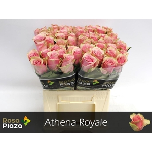R GR ATHENA ROYALE