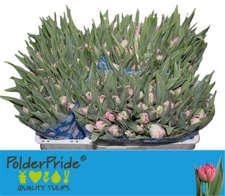 <h4>Tu Du Flash Point</h4>