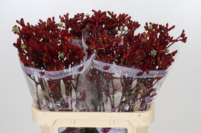 <h4>Anigozanthos Early Spring</h4>