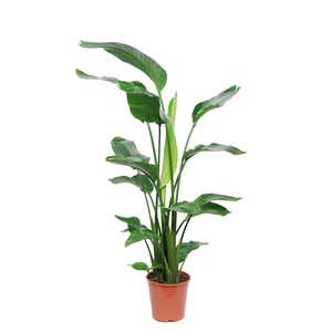 Strelitzia Nicolai 3pp