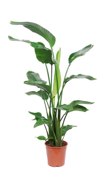 <h4>Strelitzia Nicolai 3pp</h4>