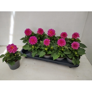 DAHL HYPNO PINK