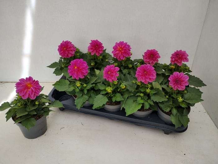 <h4>DAHL HYPNO PINK</h4>