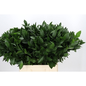 RUSCUS HYPOPHYLLUM