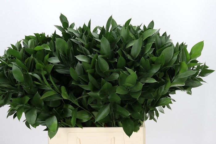 <h4>RUSCUS HYPOPHYLLUM</h4>