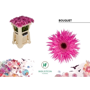 Germini Spider Bouquet Water