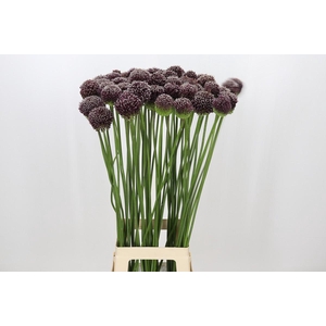 Allium Forelock