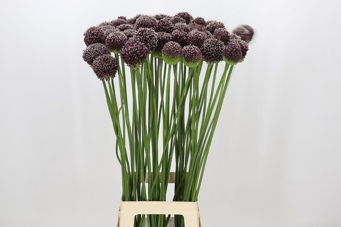 <h4>Allium Forelock</h4>