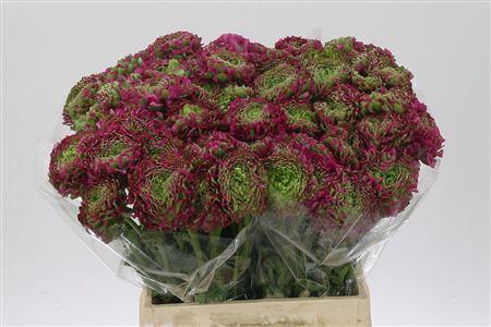 <h4>Ran Pon-pon Fanny</h4>