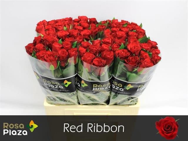 R GR RED RIBBON