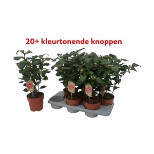 CAME J DR KING