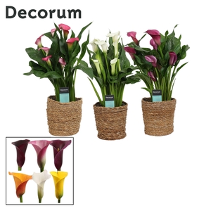 Zantedeschia (Calla) Mix in Ruby mand (Decorum)
