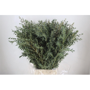 Euca Parvifolia 300gr P Bunch